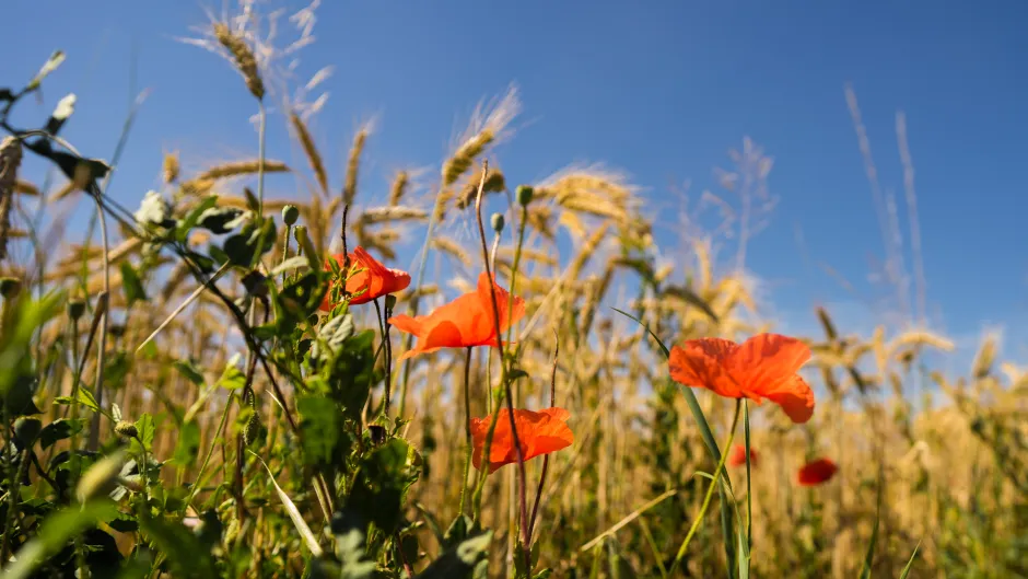 Mohn_auf_Getreidefeld_c._pixabay__2_